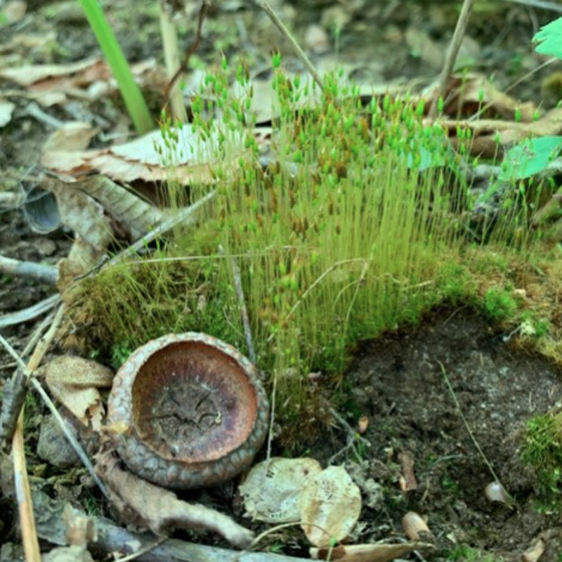 Ditrichum pallidum